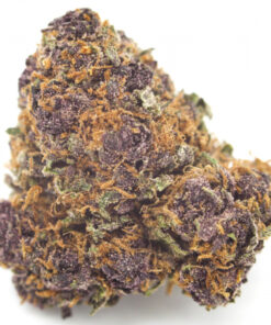 purple kush strain
